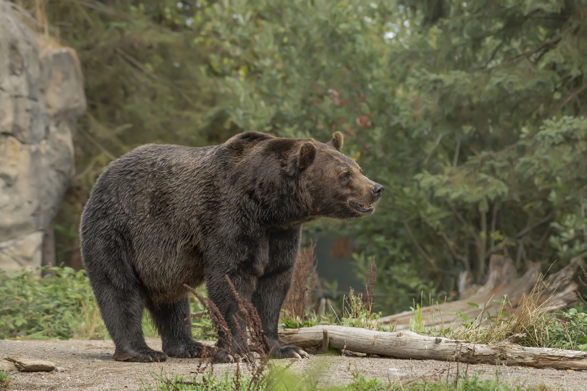 Unveiling the Captivating Lifestyle of Romanian Bears